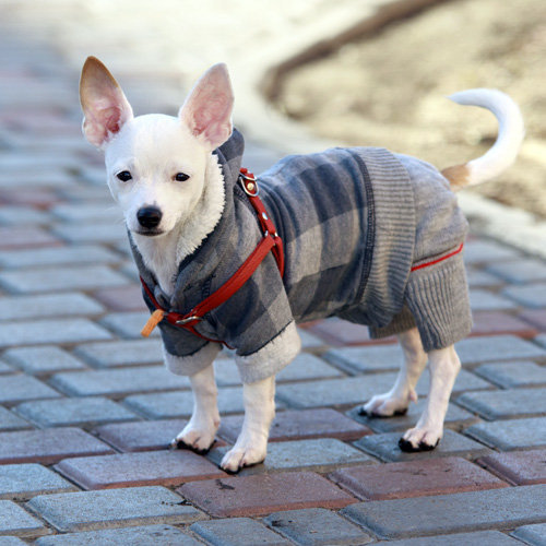 Chihuahua (Short Coat)