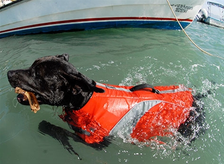 canine friendly life jacket