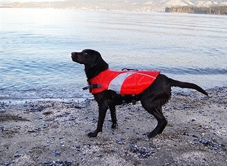 canine friendly life jacket