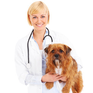 Consult a Vet for Pet Health