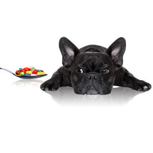 Vitamin Supplements for Dogs